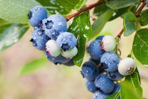 Blue Berry Plants